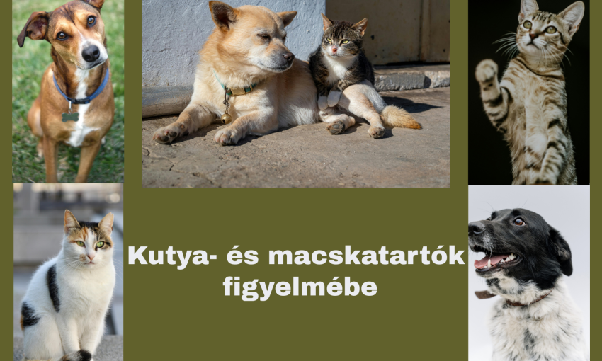 Kutya- és macskatartók figyelmébe
