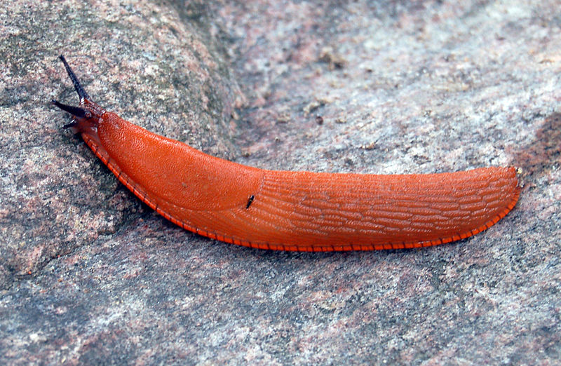 800px-Arion_vulgaris_03